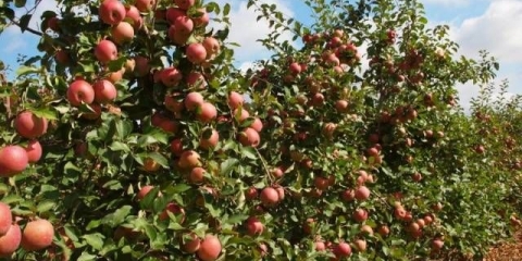 Polu-patuljaste sorte jabuka za moskovsku regiju